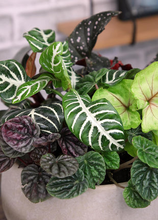 Altman Plants Live Houseplants (12PK), Indoor Plants for Delivery Prime, Live Plants and Gardening Gifts for Plant Lovers, Planters for Indoor Plants with Potting Soil, Live House Plants Indoors Live