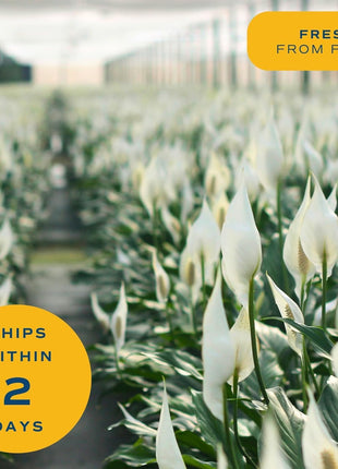 Costa Farms Peace Lily, Live Indoor Plant with Flowers, Air Purifying Houseplant in Nursery Planter Pot, Potting Soil, Thinking of You Gift, Plants Room Decor, 1 Foot Tall