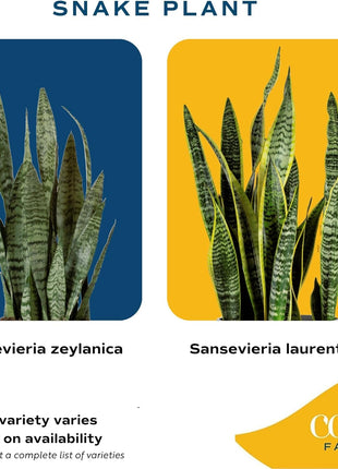 Costa Farms Sansevieria Grower's Choice Snake Live Indoor Plant, 12-Inches Tall, Grower Pot