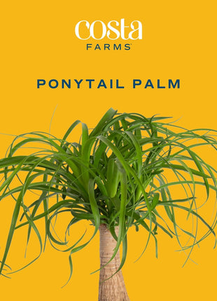 Costa Farms Ponytail Palm Live Plant in Decorative Pot, Easy to Maintain Indoor Houseplant, Perfect for Home, Room, or Office Decor, Great House Warming or Birthday Gift, 12-22 Inches Tall