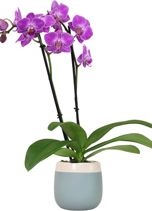 Premium Purple Live Orchid Plant Blooming in 3.5 inch Blue & White Orchid Pot, Live Plants, Houseplant Gifts, Approx. 16 inch Tall, Pet Friendly Houseplants, Phalaenopsis Moth Flower by Plants for Pets