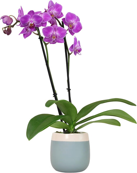 Premium Purple Live Orchid Plant Blooming in 3.5 inch Blue & White Orchid Pot, Live Plants, Houseplant Gifts, Approx. 16 inch Tall, Pet Friendly Houseplants, Phalaenopsis Moth Flower by Plants for Pets