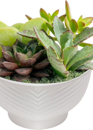 Costa Farms Live Succulents Garden, Assorted Plant Varieties in Decorative Pot, Easy to Maintain Succulent Indoor Houseplants, Room Decor, House Warming or Birthday Gift, 6 Inches Tall