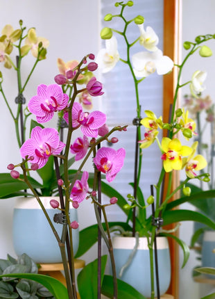 Premium Purple Live Orchid Plant Blooming in 3.5 inch Blue & White Orchid Pot, Live Plants, Houseplant Gifts, Approx. 16 inch Tall, Pet Friendly Houseplants, Phalaenopsis Moth Flower by Plants for Pets
