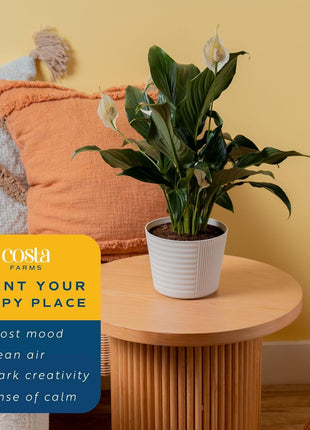 Costa Farms Peace Lily Live Plant in Decorative Pot, Air Purifying Flowering Indoor Houseplant, Perfect for Home, Room, or Office Decor, Great House Warming or Birthday Gift, 14-24 Inches Tall