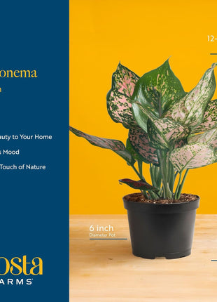 Costa Farms Chinese Evergreen Live Plant in Decorative Pot, Easy to Maintain, Air Purifying Indoor Houseplant, Home, Room, or Office Decor, House Warming or Birthday Gift, 12-18 Inches Tall