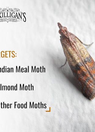 Dr. Killigan's Premium Double Potent Pantry Moth Traps with Pheromones Prime, Sticky Indian Meal Moth Traps for Kitchen, How to Get Rid of Moths in House (6 Pack, Black)