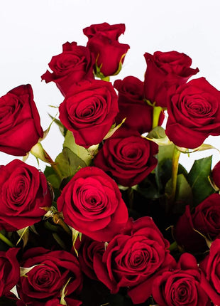 Benchmark Bouquets - 50 Stem Premium Red Roses (2 Bundles of 25; Vase Not Included) - Fresh Flowers for Delivery - Gift for Graduation, Birthday, Anniversary, Sympathy, Get Well, Congratulations