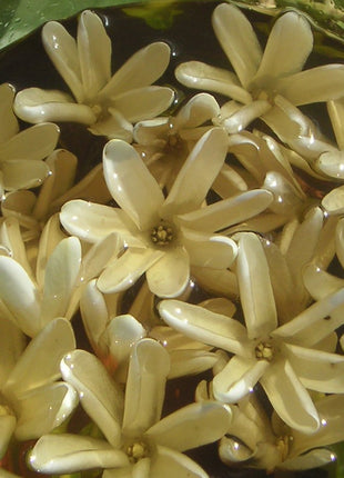 Mono'i de Tahiti'- Double Tiare' Scent-100% Natural-LIMITED EDITION-8 ounce