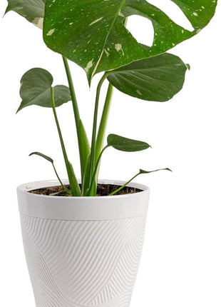 Costa Farms Thai Constellation, Variegated Monstera Live Plant in Self Watering Pot, Indoor Houseplant, Home, Room, or Office Decor, House Warming or Birthday Gift, 12-18 Inches Tall