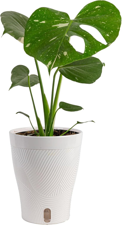 Costa Farms Thai Constellation, Variegated Monstera Live Plant in Self Watering Pot, Indoor Houseplant, Home, Room, or Office Decor, House Warming or Birthday Gift, 12-18 Inches Tall