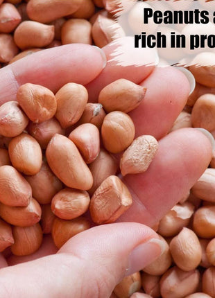 Old Potters Wildlife Shelled Peanuts, 10 lbs for Birds, Squirrels, and Wildlife. USA Grown Non-GMO, Organic Small Farm, Raw Shelled Peanuts. Wildlife Grade.
