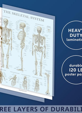 Palace Learning Muscular & Skeletal System Anatomical Poster Set - LAMINATED 2 Chart Set - Human Skeleton & Muscle Anatomy - (18 inch x 24 inch)