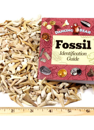 SHARK TEETH Fossils (1 Pound) Bulk Wholesale, Grade A & B Mix Genuine Moroccan, 50-60 Million Years old (Paleocene Period), Real Authentic Shark Tooth Collection, and Fossil Book & ID Card