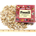 SHARK TEETH Fossils (1 Pound) Bulk Wholesale, Grade A & B Mix Genuine Moroccan, 50-60 Million Years old (Paleocene Period), Real Authentic Shark Tooth Collection, and Fossil Book & ID Card