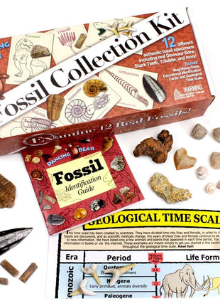 DANCING BEAR Fossil Collection Kit (12 pc Set) Real Shark Teeth, Dinosaur Bone, Coprolite (Poop!), Fossil ID Book, STEM Science Set