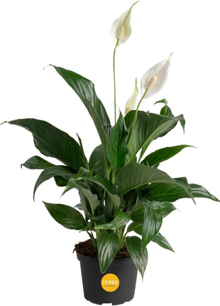 Costa Farms Peace Lily, Live Indoor Plant with Flowers, Air Purifying Houseplant in Nursery Planter Pot, Potting Soil, Thinking of You Gift, Plants Room Decor, 1 Foot Tall