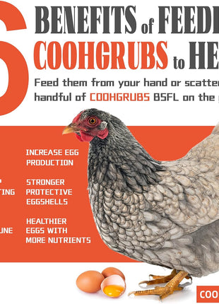 Black Soldier Fly Larvae for Chickens – 100% Natural Non-GMO Grubs, 85X More Calcium Than Dried Mealworms – Clean, Nutritious & Delicious High-Protein Poultry & Bird Treats, 10-lb Box