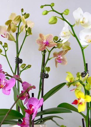 Premium Purple Live Orchid Plant Blooming in 3.5 inch Blue & White Orchid Pot, Live Plants, Houseplant Gifts, Approx. 16 inch Tall, Pet Friendly Houseplants, Phalaenopsis Moth Flower by Plants for Pets