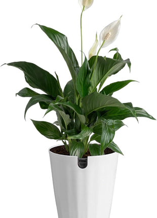 Costa Farms Peace Lily Live Plant in Decorative Pot, Air Purifying Flowering Indoor Houseplant, Perfect for Home, Room, or Office Decor, Great House Warming or Birthday Gift, 14-24 Inches Tall
