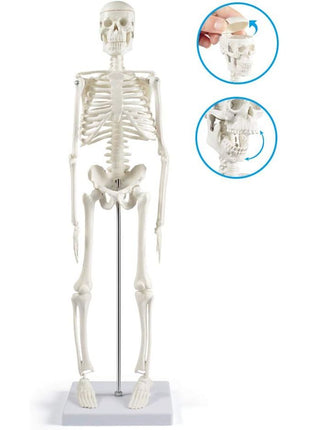 breesky Human Skeleton Model for Anatomy: 17" Human Skeleton Model with Movable Arms and Legs - Scientific Model for Study and Display