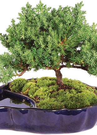 Brussel's Bonsai - Live Green Mound Juniper Bonsai Tree in Zen Reflections Pot, Outdoor Bonsai Tree Live Plant, 3 Years Old, 6-8 Inches Tall, Easy Care Bonsai for Patio Garden (Small, Green)