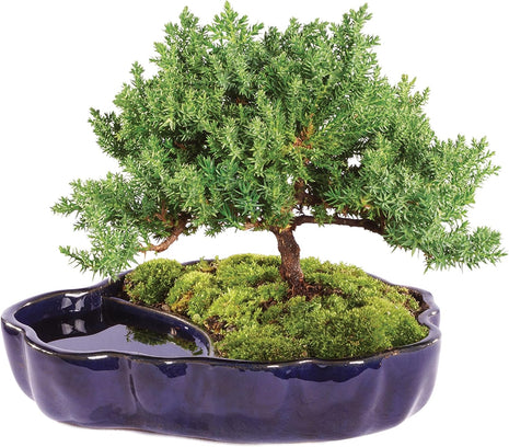 Brussel's Bonsai - Live Green Mound Juniper Bonsai Tree in Zen Reflections Pot, Outdoor Bonsai Tree Live Plant, 3 Years Old, 6-8 Inches Tall, Easy Care Bonsai for Patio Garden (Small, Green)