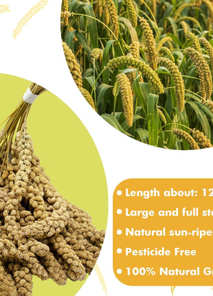 Jmxu's Spray Millet Treat for Birds Parakeets, Natural Sun-Dried Birds Millet for Cockatiel, Budgie, Finches, Parrots, Hamster