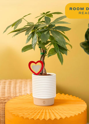 Costa Farms Money Tree Live Plant in Decorative Pot, Easy to Maintain, Air Purifying Braided Indoor Houseplant, Home, Room, or Office Decor, House Warming or Birthday Gift, 12-16 Inches Tall