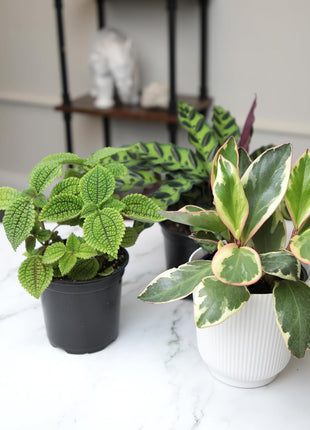 Pet Friendly House Plant Decor 3-Pack, Dog & Cat Safe Plants in 4 inch White Pots for Home & Office, Grower's Choice Live Houseplants, Approx. 9 inch Tall, Peperomia, Calathea & More by Plants for Pets