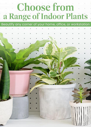 American Plant Exchange Peace Lily, Live Spathiphyllum Plant, Indoor Flowering Houseplant, 4-Inch Pot, Deco Cover, Easy Care, Low Light, Perfect for Housewarming, Sympathy, or Party Gift