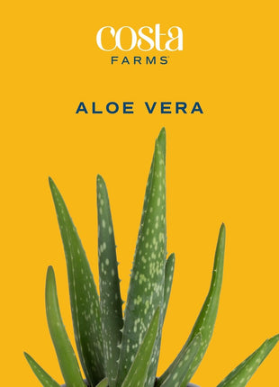 Costa Farms Aloe Vera Live Plant in Decorative Pot, Easy to Maintain, Air Purifying Succulent Indoor Houseplant, Home, Room, or Office Decor, House Warming or Birthday Gift, 12-18 Inches Tall
