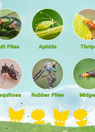 Fruit Fly Traps Fungus Gnat Traps Yellow Sticky Bug Traps 36 Pack No Harm and Odorless for Indoor Outdoor Use Protect The Plant