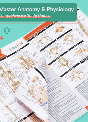 TribeRN Anatomy & Physiology Study Guides - Set of 10 Human Anatomy Guides for Nursing Students, School, College, Medical Professions - 12 Topics on Body Systems w/ Reference Charts & Terminology