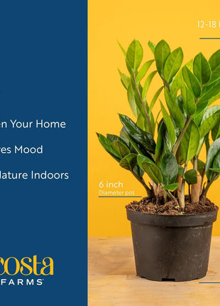 Costa Farms ZZ Live Plant in Plastic Pot, Easy to Maintain, Air Purifying Indoor Houseplant, Perfect for Home, Room, or Office Decor, Great House Warming or Birthday Gift, 12-20 Inches Tall