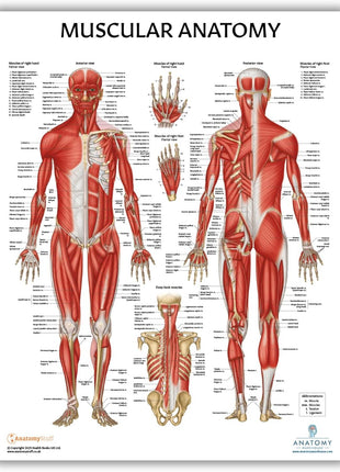 Anatomy Lab Muscular and Skeletal Anatomy Poster Set -2 PACK LAMINATED, Anatomy and Physiology Poster, 17.3 x 22.5 Inches, Muscles Diagram, Human Anatomy Poster