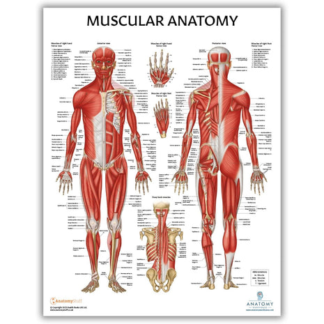 Anatomy Lab Muscular and Skeletal Anatomy Poster Set -2 PACK LAMINATED, Anatomy and Physiology Poster, 17.3 x 22.5 Inches, Muscles Diagram, Human Anatomy Poster