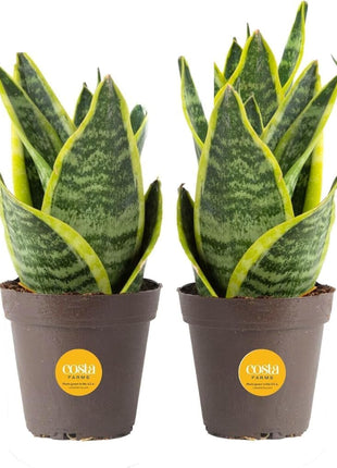 Costa Farms Snake Plant, Live Plants in Plastic Pots, Easy to Maintain, Air Purifying Indoor Succulent Houseplants, Assorted Variety, Home, Room, or Office Decor, Pack of 3, 8-12 Inches Tall