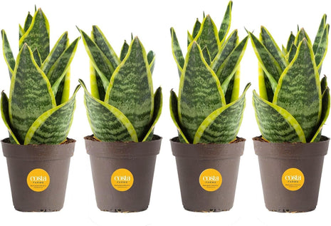 Costa Farms Snake Plant, Live Plants in Plastic Pots, Easy to Maintain, Air Purifying Indoor Succulent Houseplants, Assorted Variety, Home, Room, or Office Decor, Pack of 3, 8-12 Inches Tall
