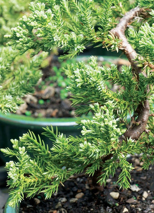 Brussel's Bonsai - Live Green Mound Juniper Bonsai Tree, Outdoor Bonsai Tree Live Plant in Decorative Container, 3 Years Old, 4-6 Inches Tall, Easy Care Bonsai for Patio Garden Décor (Small, Green)