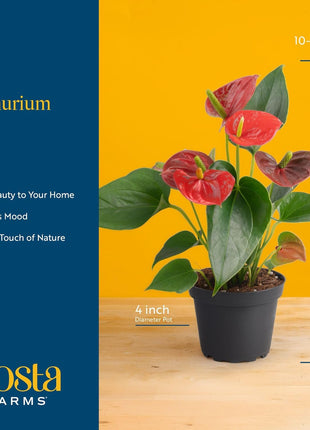 Costa Farms Anthurium, Flamingo Flower Live Plant in Decorative Pot, Air Purifying Flowering Indoor Houseplant, Home, Room, or Office Decor, House Warming or Birthday Gift, 10-14 Inches Tall