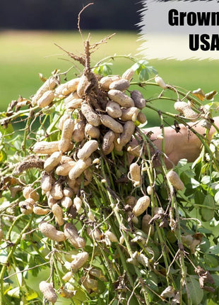 Old Potters Wildlife Shelled Peanuts, 10 lbs for Birds, Squirrels, and Wildlife. USA Grown Non-GMO, Organic Small Farm, Raw Shelled Peanuts. Wildlife Grade.