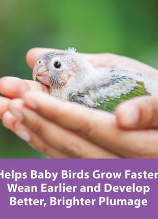 Kaytee Exact Handfeeding - Baby Bird 18 oz, Instant Formula