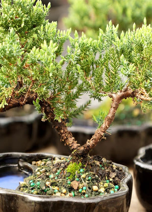 Brussel's Bonsai - Live Green Mound Juniper Bonsai Tree in Zen Reflections Pot, Outdoor Bonsai Tree Live Plant, 3 Years Old, 6-8 Inches Tall, Easy Care Bonsai for Patio Garden (Small, Green)