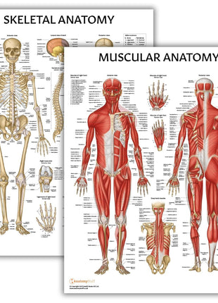 Anatomy Lab Muscular and Skeletal Anatomy Poster Set -2 PACK LAMINATED, Anatomy and Physiology Poster, 17.3 x 22.5 Inches, Muscles Diagram, Human Anatomy Poster