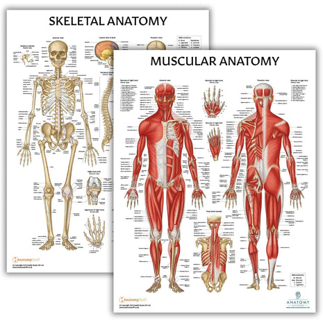 Anatomy Lab Muscular and Skeletal Anatomy Poster Set -2 PACK LAMINATED, Anatomy and Physiology Poster, 17.3 x 22.5 Inches, Muscles Diagram, Human Anatomy Poster