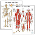 Anatomy Lab Muscular and Skeletal Anatomy Poster Set -2 PACK LAMINATED, Anatomy and Physiology Poster, 17.3 x 22.5 Inches, Muscles Diagram, Human Anatomy Poster