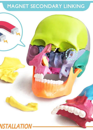 New Anatomy Skull Model 15 Parts Human Anatomy Exploded Skull Detachable Palm-Sized Mini Human Color Medical Skull Model,Medical Dental Clinic Teaching Equipment,Learning with Color Study Manual