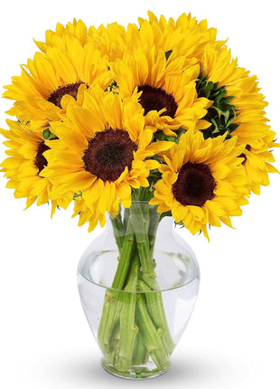 Benchmark Bouquets - Sunflower Bouquet - Fresh Flowers for Delivery - Real Flowers in a Vase - Floral Arrangements Gift Set - Birthday Flowers for Women - Glass Vase Included (10 Stems)
