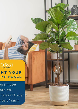 Costa Farms Fiddle Leaf Fig Tree, Ficus Lyrata Live Indoor Plant Potted in Indoor Garden Plant Pot, Potting Soil, Floor Houseplant Gift for Housewarming, Tropical Home or Room Decor, 3-4 Feet Tall